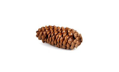 Pine cone isolated on white background.