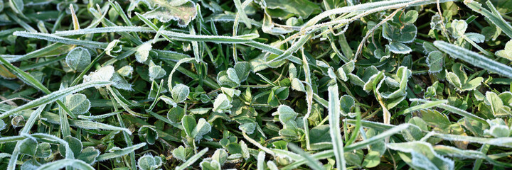 green grass with morning hoarfrost and sunlight in garden, frozen grass with frost on meadow at sunrise. textured pattern of natural background. banner