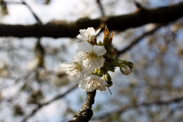 cherry blossom in searly spring