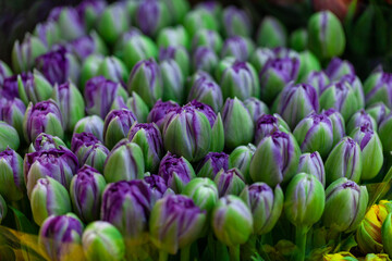 Beautiful purple tulips bouquet closeup. Abstract background. Flower background, garden flowers.