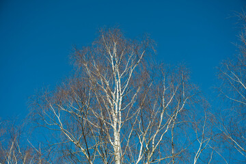 Fototapeta na wymiar The bare tree branches on the blue sky background