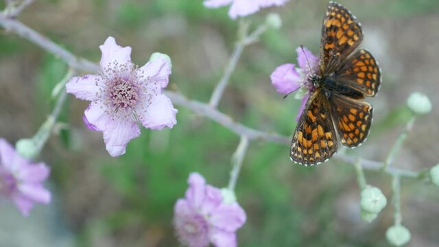 a beautiful butterfly lands on a bramble flower
