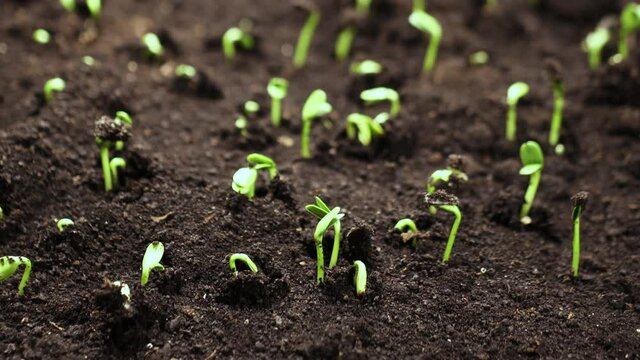 Growing plants in spring timelapse, food sprouts germination, newborn sunflower plant in greenhouse agriculture, Gardening agriculture