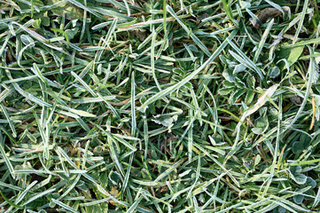 green grass with morning hoarfrost and sunlight in garden, frozen grass with frost on meadow at sunrise. textured pattern of natural background