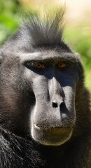 Macaque head shot, Alpha male primate.