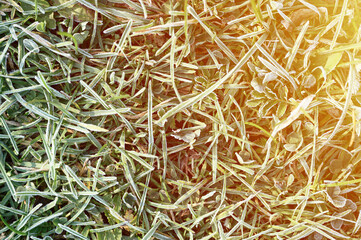 green grass with morning hoarfrost and sunlight in garden, frozen grass with frost on meadow at sunrise. textured pattern of natural background. flare