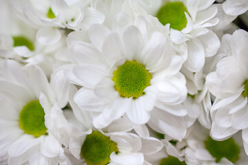 Beautiful white chrysanthemum bouquet closeup. Abstract background. Flower background, garden flowers.
