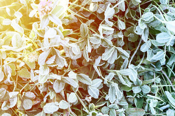 green grass with morning hoarfrost and sunlight in garden, frozen grass with frost on meadow at sunrise. textured pattern of natural background. top view. flare