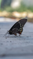 Black beautiful  butterfly on the ground with green background 