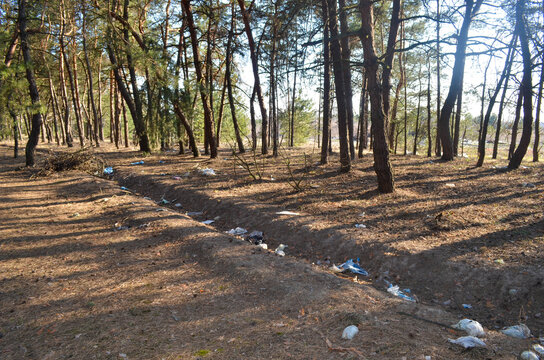 Polluted forest, garbade in the forest on the ground, not ecologic environment. A scene of polluted  piece of  pinewood. Environment pollution. 