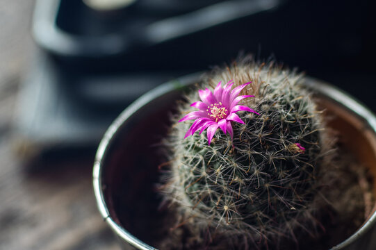Purple Cactus Flower, Beautiful plant, Purple 