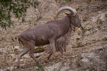 Mouflon