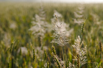 Fototapeta premium Meadow in the dew at dawn closeup