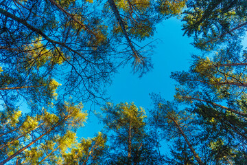 Bottom view of tall old trees. Looking Up In Spring Forest.
