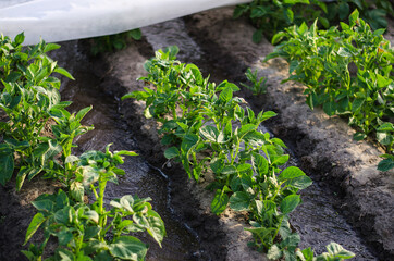 Streams of water flow between rows of potato bushes covered with agricultural fiber. Growing crops in early spring using greenhouses. Farming irrigation system. Agriculture industry.