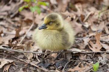 Canadian gosling close up as it walks near mother on a sunny day near the lake