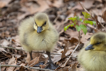 Canadian gosling close up as it walks near mother on a sunny day near the lake