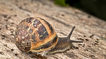escargot en gros plan sur un tronc d'arbre