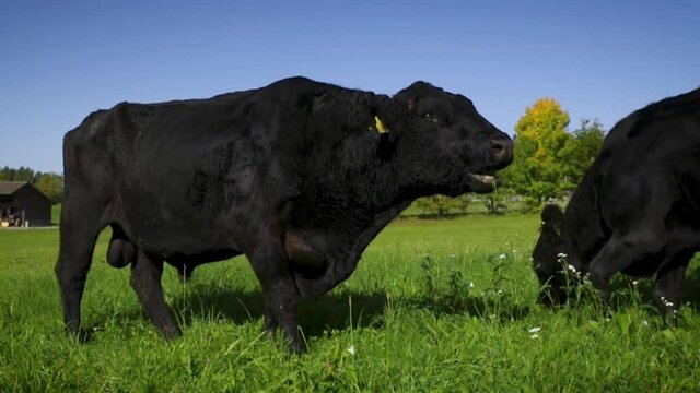 Free open range ranching grazing cattle livestock cows and bulls in countryside farming valley 