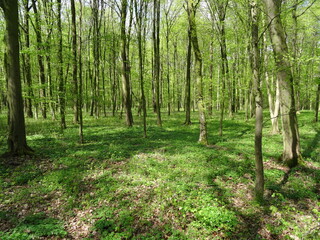 Green spring forest in sunlight.