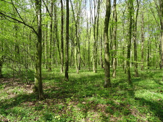 Green spring forest in sunlight.