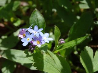 Myosotis scorpioides, the true forget-me-not or water forget-me-not in sunlight.