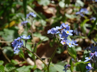 Myosotis scorpioides, the true forget-me-not or water forget-me-not in sunlight.