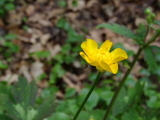 Meadow buttercup, tall buttercup, common buttercup and giant buttercup (Ranunculus acris) with green background.