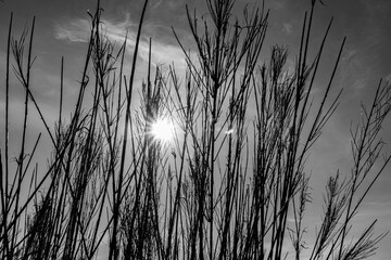 Spectacular backlit photographs of a reed bed