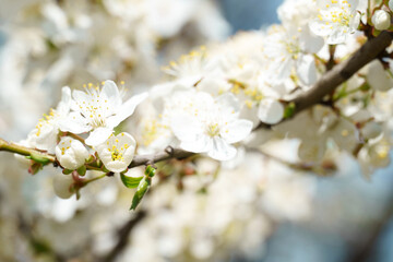 close-up of a branch of an apricot tree. floral pattern, natural background, selective focus