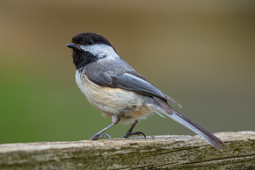 black capped chickadee has landed close and waiting to be fed on a sunny day at the park