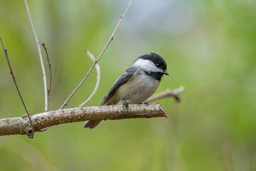 black capped chickadee has landed close and waiting to be fed on a sunny day at the park