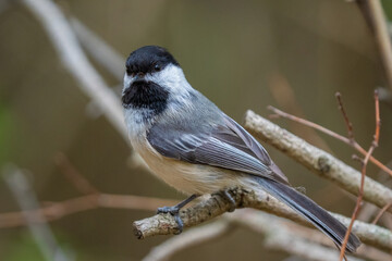 black capped chickadee has landed close and waiting to be fed on a sunny day at the park