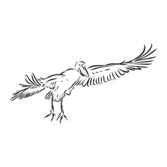 Fototapeta premium Hand drawn sketch style shoebill. Vector illustration isolated on white background.
