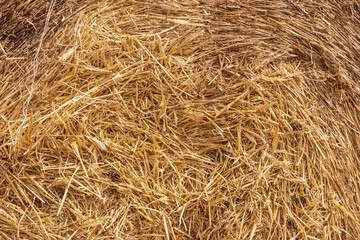 Dry straw macro shot. Background or Texture.