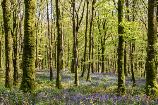 Beech forest in the warm spring light with carpets of bluebell flowers.