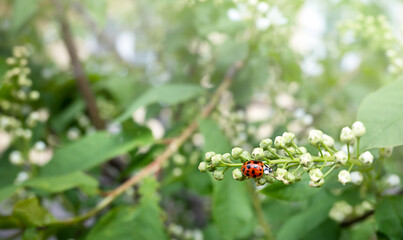 Ladybug on a branch of a tree among green leaves.