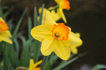 Beautiful blooming yellow daffodil on dark background