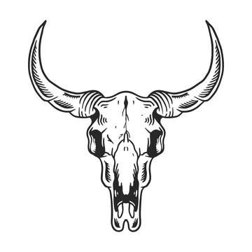 Vintage illustration of buffalo skull