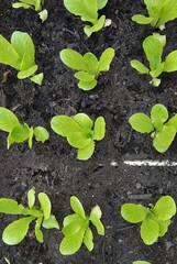 Salad plants in the foreground in the vegetable garden