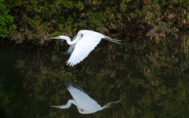 Naklejka premium Great Egret flying close to water with reflection in lake.