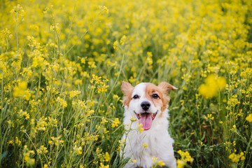 cute small jack russell dog sitting outdoors in yellow flowers meadow background. Spring time, happy pets in nature