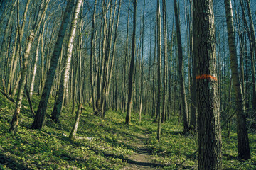 Forest background. Dark forrest nature view
