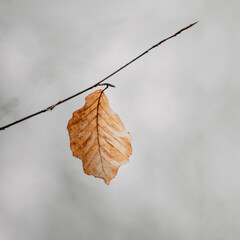 autumn leaves on the tree