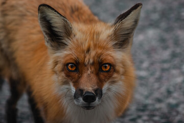 Red Fox