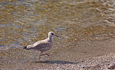 young curious bird runs fast at the shoreline