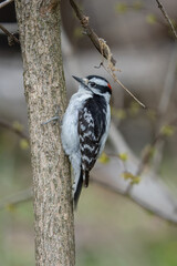 downy woodpecker is perched and on a nearby tree