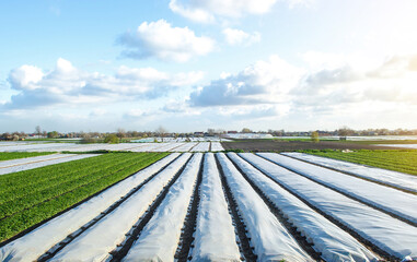 Potato plantation fields partially covered with agricultural spunbond fiber. Gradual removal and hardening of potato bushes plants in late spring. Create a greenhouse effect for care and protection.