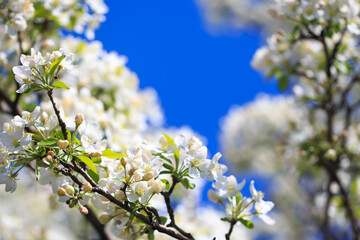 Apple blossoms over blurred nature background. Spring flowers. Spring Background.