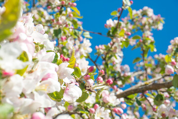 flowers of blooming Apple tree in spring against blue sky on a Sunny day